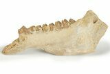 Fossil Early Ungulate (Gelocus?) Jaw - France #218473-1